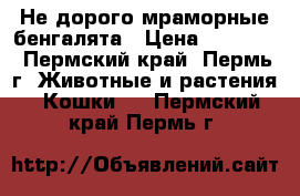 Не дорого мраморные бенгалята › Цена ­ 13 000 - Пермский край, Пермь г. Животные и растения » Кошки   . Пермский край,Пермь г.
